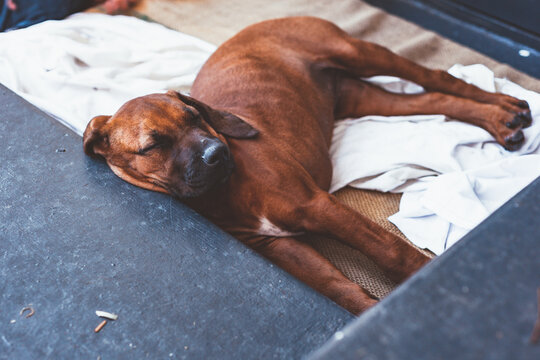 dog sleeping, using concrete stair as a pillow