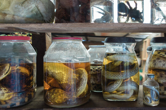 Collection of creepy animals in jars - spiders, snakes, lizards