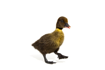 NewBorn little Cute brown or black duckling isolated on white.
