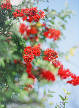 Pyracantha Berries