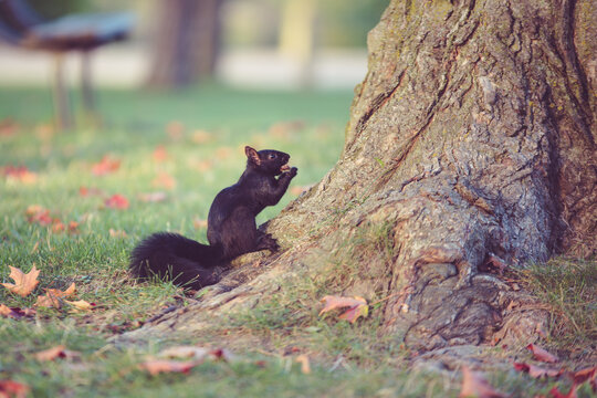 Image of a black squirrel sitting on the base of a tree eating a nut