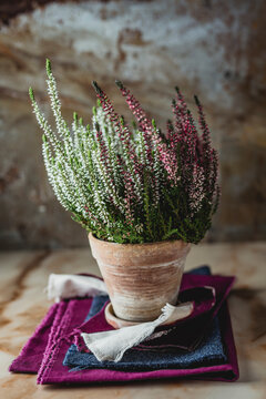 Calluna vulgaris