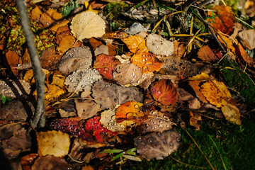  dew on bright autumn leaves