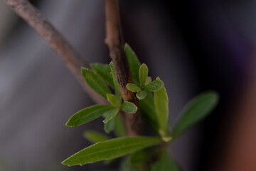 Macro photography of a small growing bush