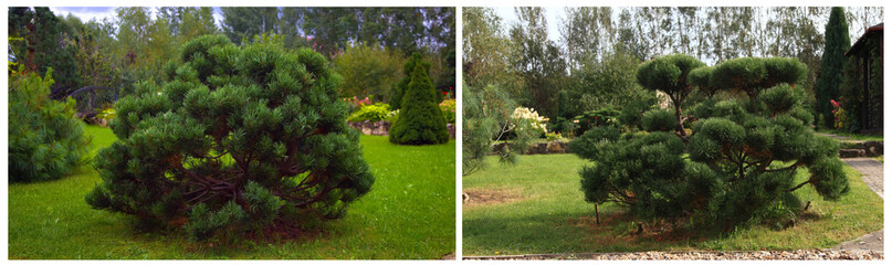 Landscape in the home garden. Young pine-tree and garden path. The concept of landscaping design. Soft focus image. Topiary.