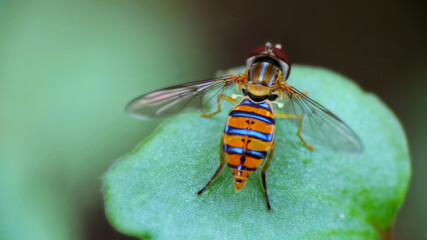 Gorgeous Syrphid posed on a green plant leaf with blured green background