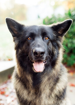 Impatient dog ears