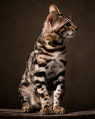 Pure breed Bengal male kitten/cat	