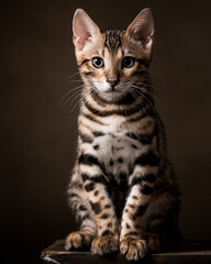 Pure breed Bengal male kitten/cat	