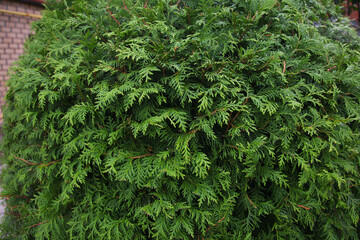 Closeup of green leaves of Thuja trees. Thuja occidentalis is an evergreen coniferous tree. Platycladus orientalis also known as Chinese thuja
