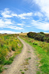 Fototapeta na wymiar Beautiful and sunny day at Long Bay regional park in Auckland, New Zealand. This little hiking goes by the ocean and have a beautiful view from the north shore of the city of Auckland.