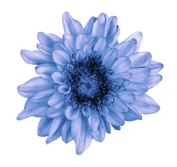 blue chrysanthemum isolated on white,light blue flower on a white background isolated with clipping path. Closeup. big shaggy flower. for design. Dahlia.,Chrysanthemum