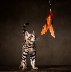 Pure breed Bengal male kitten/cat playing with a toy