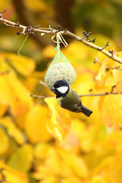Great tit on fat ball in parrotia tree in fall