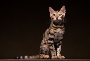 Pure breed Bengal male kitten/cat	