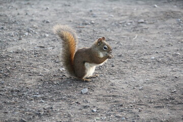 Red Squirrel, Jasper National Park, Alberta, Canada.