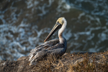 Pelicans on California Coast 
