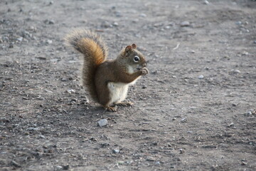 Red Squirrel, Jasper National Park, Alberta, Canada.