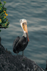 Pelicans on California Coast 