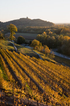 vineyards in autumn
