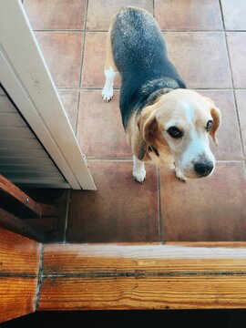 Adult dog watching from a balcony