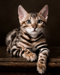 Pure breed Bengal male kitten/cat	