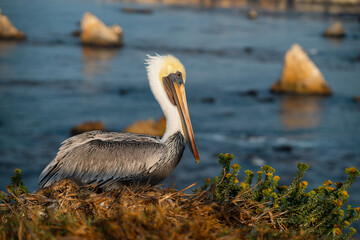 Pelicans on California Coast 