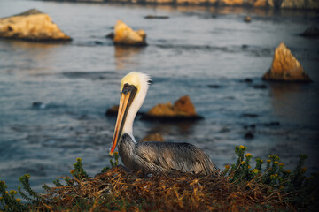 Pelicans on California Coast 