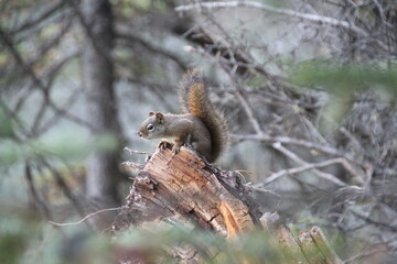 Red Squirrel, Jasper National Park, Alberta, Canada.
