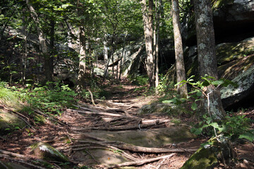 tree in the forest