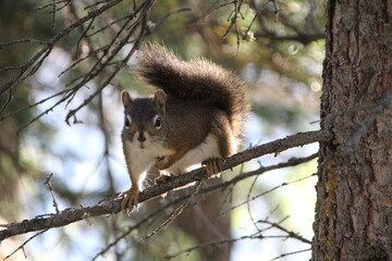 Red Squirrel, Jasper National Park, Alberta, Canada.