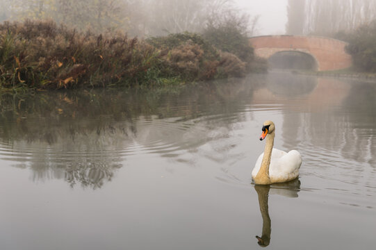 Swan glides through the fog