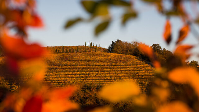 vineyards in autumn