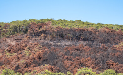 forest fire, burnt trees and bushes
