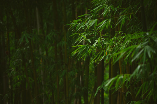 Green bamboos