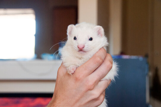 Fluffy white ferret in his owner's hands