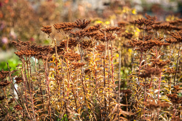 Dry brown grass and flowers background