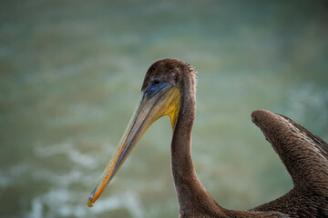 Pelicans on California Coast 