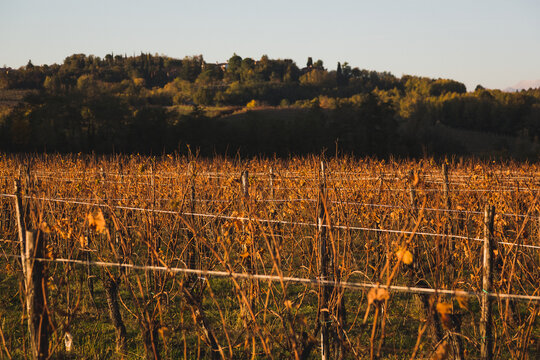 vineyards in autumn