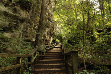 stairs in the forest