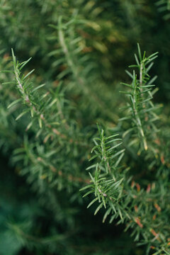Close-up of Rosemary twigs on the plant