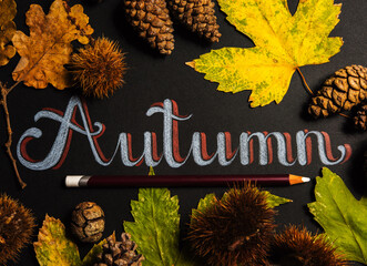 Autumn theme background with maple leaves
