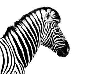 Fototapeta na wymiar One zebra white background isolated closeup side view, single zebra head profile portrait, black and white art photography, striped animal pattern, african wild nature monochrome wallpaper, copy space
