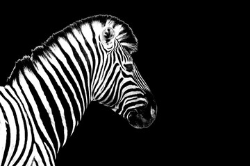 Fototapeta na wymiar One zebra black background isolated closeup side view, single zebra head profile portrait, black and white art photography, striped animal pattern, african wild nature monochrome wallpaper, copy space