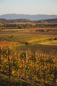 vineyards in autumn