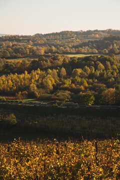 vineyards in autumn