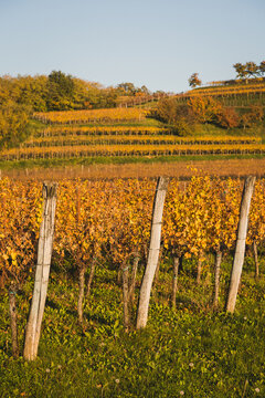 vineyards in autumn