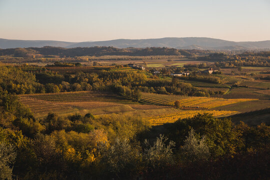 vineyards in autumn