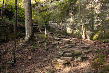 footpath in the woods