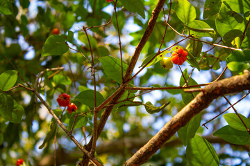 Pitanga fruto da 